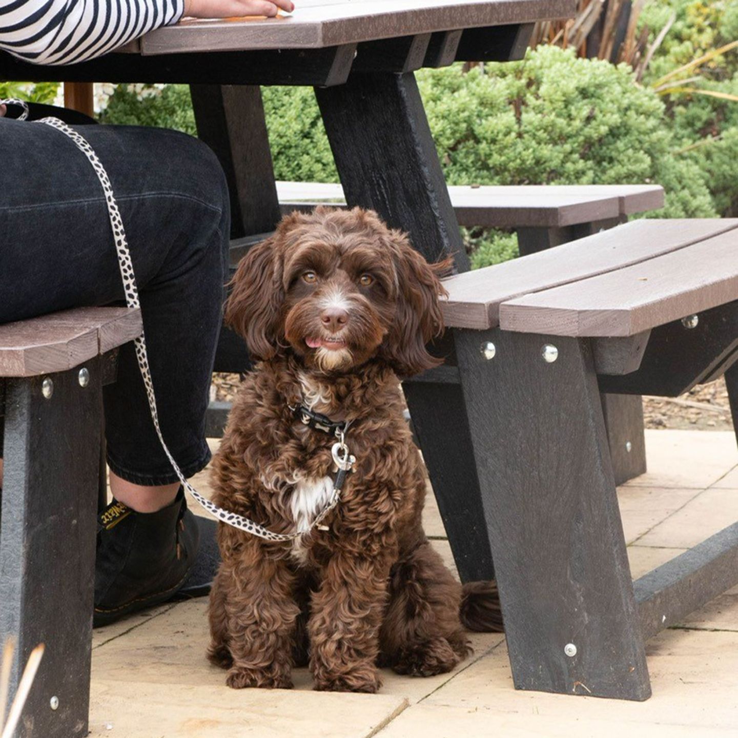 Your local dog friendly pub in Corby